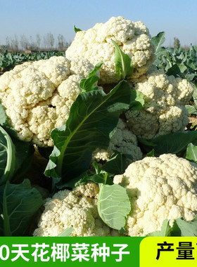 100天花椰菜种子白色西兰蓝花种籽青梗花椰菜秋季松花菜蔬菜种子