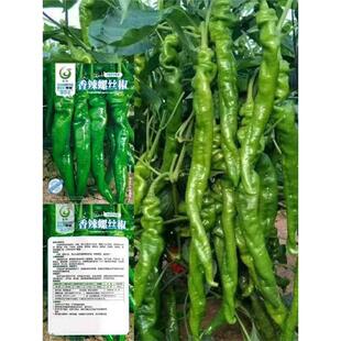 新品特大螺丝辣椒种子超辣早熟四季高产抗病盆栽农田菜园蔬菜种子