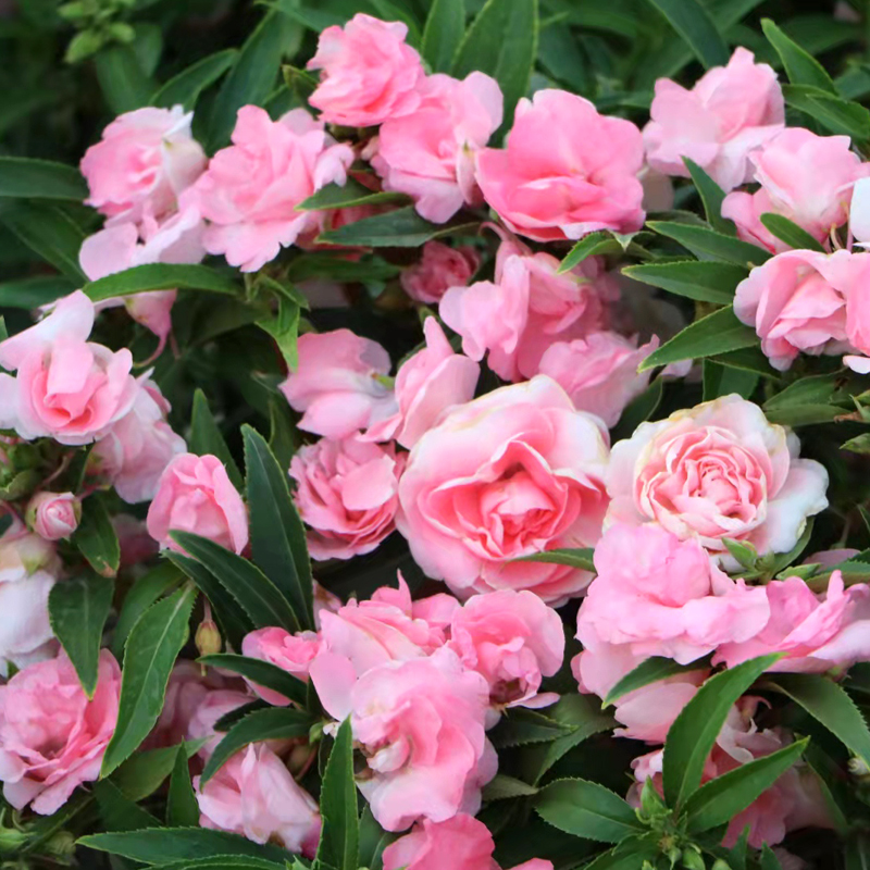 粉色重瓣茶花凤仙花种子春季室外播种花草籽四季庭院开花植物花籽