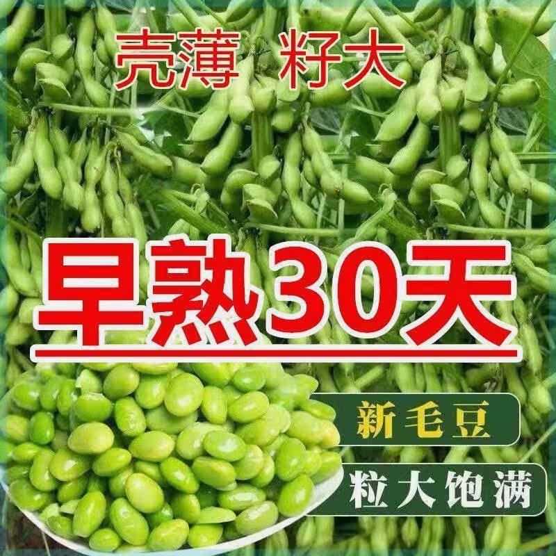 大青豆特大号极早熟毛豆豆子种子大全日本青特早王籽薄皮大粒菜豆,农用物资,蔬菜种子/种苗,淘宝优惠券,粉丝福利购,淘宝优惠卷