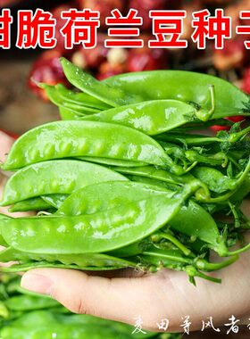 甜脆荷兰豆种子早熟大荚豌豆苗四季甜脆菜豌豆种籽青豌豆农家蔬菜