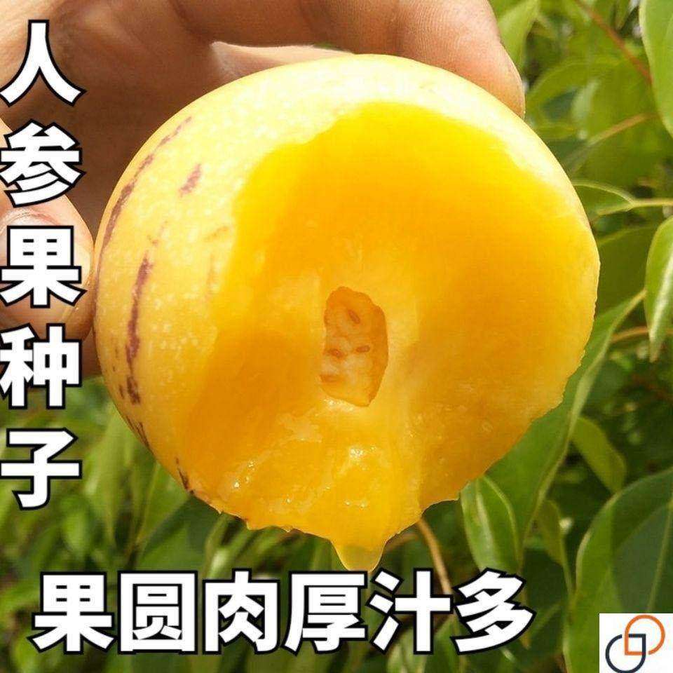 【奶香甜人参果种子】四季种人生果多年生高产庭院阳台盆栽水果籽,农用物资,蔬菜种子/种苗,淘宝优惠券,粉丝福利购,淘宝优惠卷