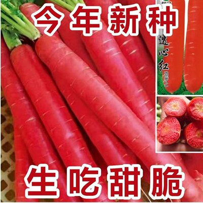 今年新种水果胡萝卜种子