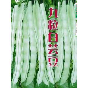 九粒白云豆种子豆角四季豆架豆种高产春季四季农家菜园蔬菜种子
