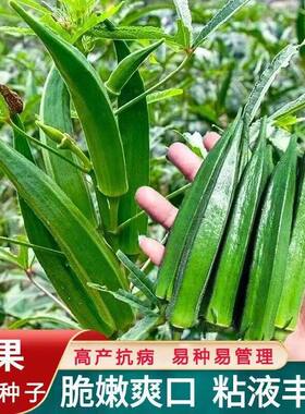不易老水果秋葵种子可以生吃高产不易老水果黄色秋葵籽蔬菜种子籽