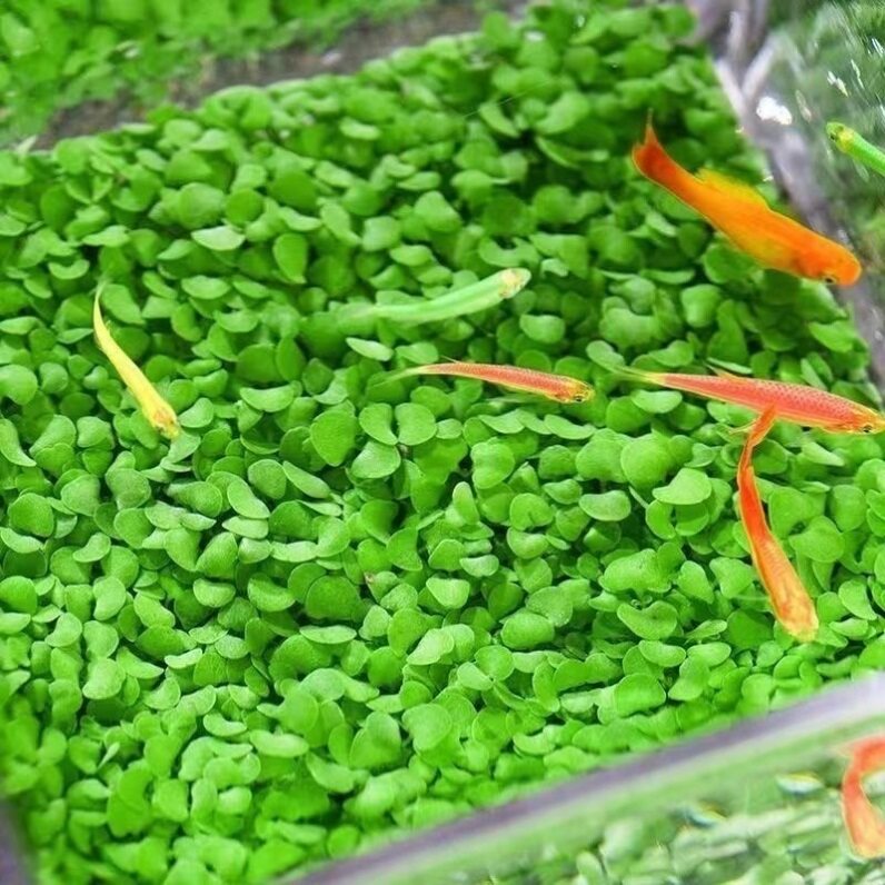 水草种子泥生态家用创意图片