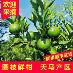 新会天马新鲜小青柑圈枝陈皮东甲二红皮大红皮鲜果果皮桔子皮柑果
