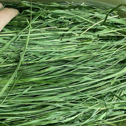 甜心小宠兔子 手采牧草  提摩西草 主食牧草  2025烘干提摩西