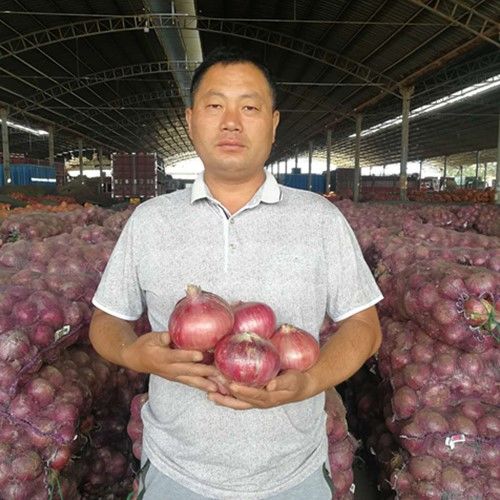 新鲜精品大果紫红皮包邮9斤洋葱