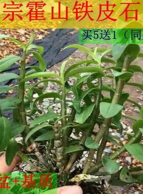 正宗霍山种苗绿植易养花卉石斛兰