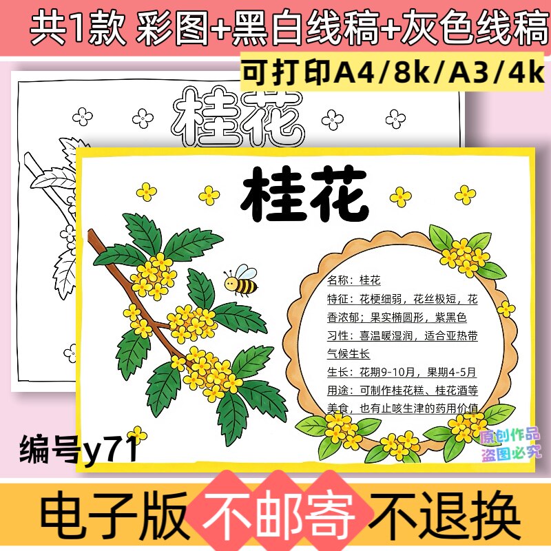 y71桂花手抄报模板电子版小学生植物花卉手抄报桂花树牌小报线稿