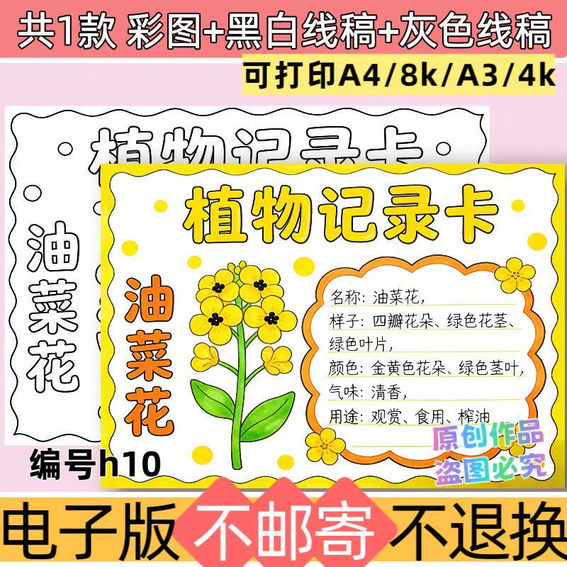 h10油菜花植物记录卡小报模板小学生植物生长观察日记线稿电子版