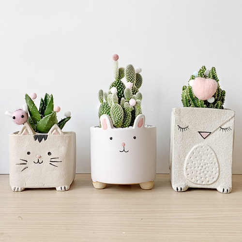 办公室桌面多肉植物小盆栽