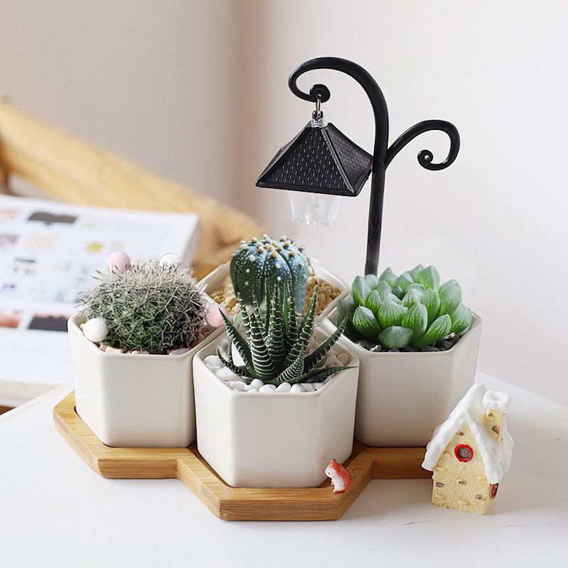 办公室桌面多肉仙人掌球植物室内幼儿园小盆栽工位绿植四季好养活