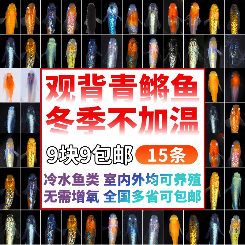 观背青鳉鱼苗淡水活体观赏鱼四季可养新手好养不打氧不用加温
