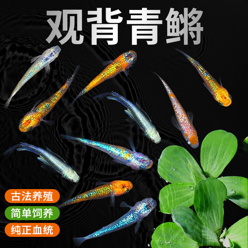 观背青鳉鱼苗淡水活体观赏鱼四季可养新手好养不打氧不用加温