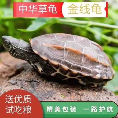 中华草龟金线龟乌龟活物