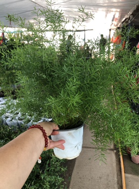 包邮天门冬盆栽中草药苗武竹天门冬观叶四季常青室内垂吊耐阴植物