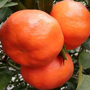 陈老师推荐正宗四川内江资中红橘新鲜大红袍红桔水果陈皮煲汤原料