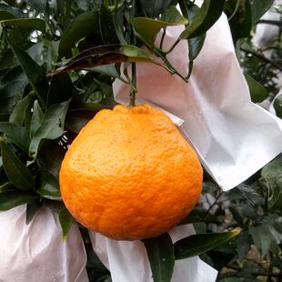 礼盒装年货送礼鲜果四川蒲江耙耙柑春见粑粑柑杷杷干桔子水果新鲜