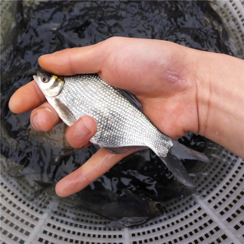 柳叶鳊鱼苗武昌鱼三角团头鲂大小长身扁鱼苗活体淡水养殖食用鱼苗
