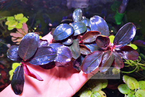 辣椒榕潘多拉椒榕辣椒造景