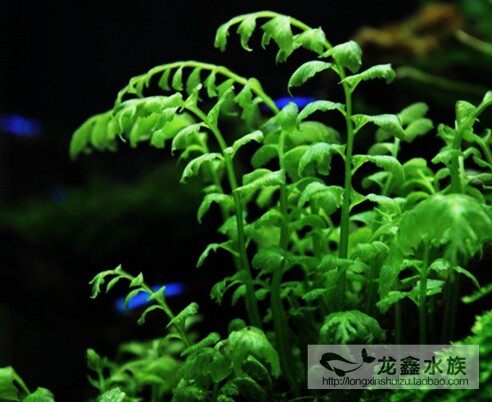 青木厥水蓑衣青木蕨三叶蕨水蓑衣火山石青木厥黑木厥造景前景水草