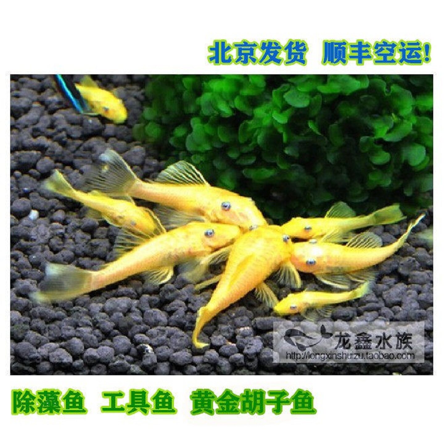 胡子鱼蓝眼黄金大胡子24K帝王迷宫老鼠斑帝王血钻除藻鱼工具草缸