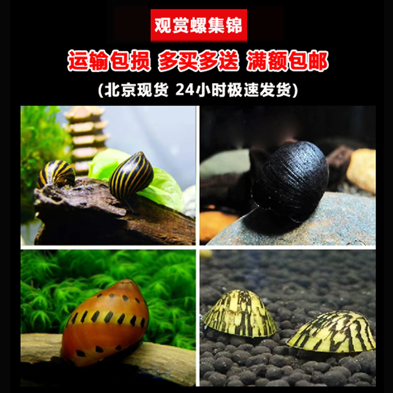 除藻螺斑马螺黑金刚橙兔螺工具螺