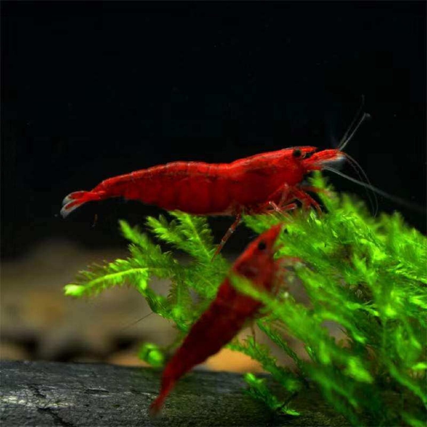 极火虾活体观赏虾淡水鱼缸除藻工具虾樱花虾米水晶虾极火虾小宠物 - 实物图