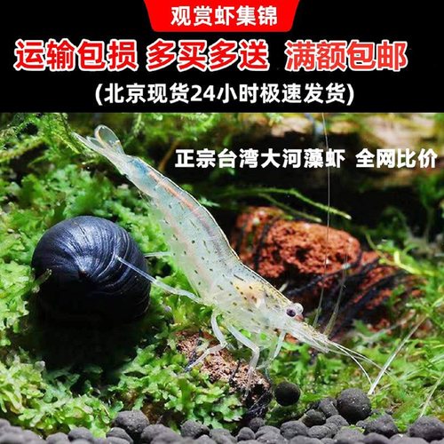 大和藻虾除丝藻黑藻工具虾观赏虾