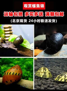 除藻螺斑马螺黑金刚橙兔螺工具螺