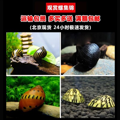除藻螺斑马螺黑金刚橙兔螺工具螺