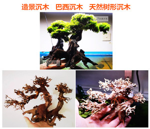 天然沉木树形造景莫斯定植树