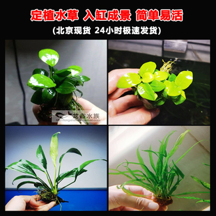 迷你小榕火山石斑点榕黄金榕细叶铁黑木厥造景石水草造景易活水草