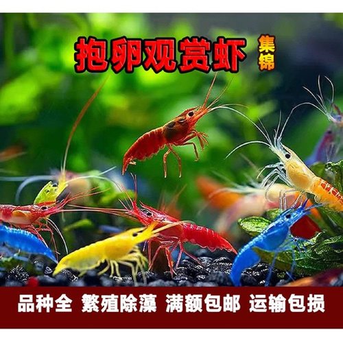 抱卵观赏虾观赏虾淡水抱卵虾