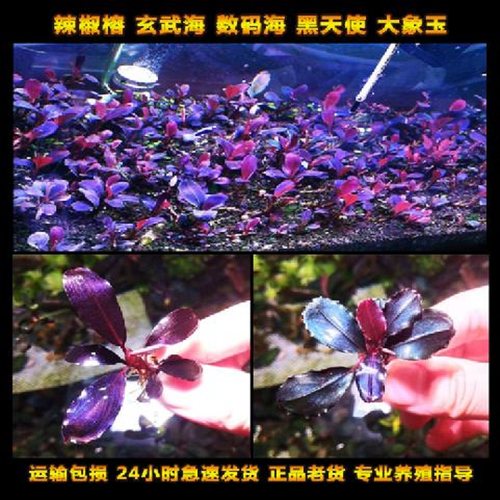 辣椒榕黑天使玄武海大象玉数码海