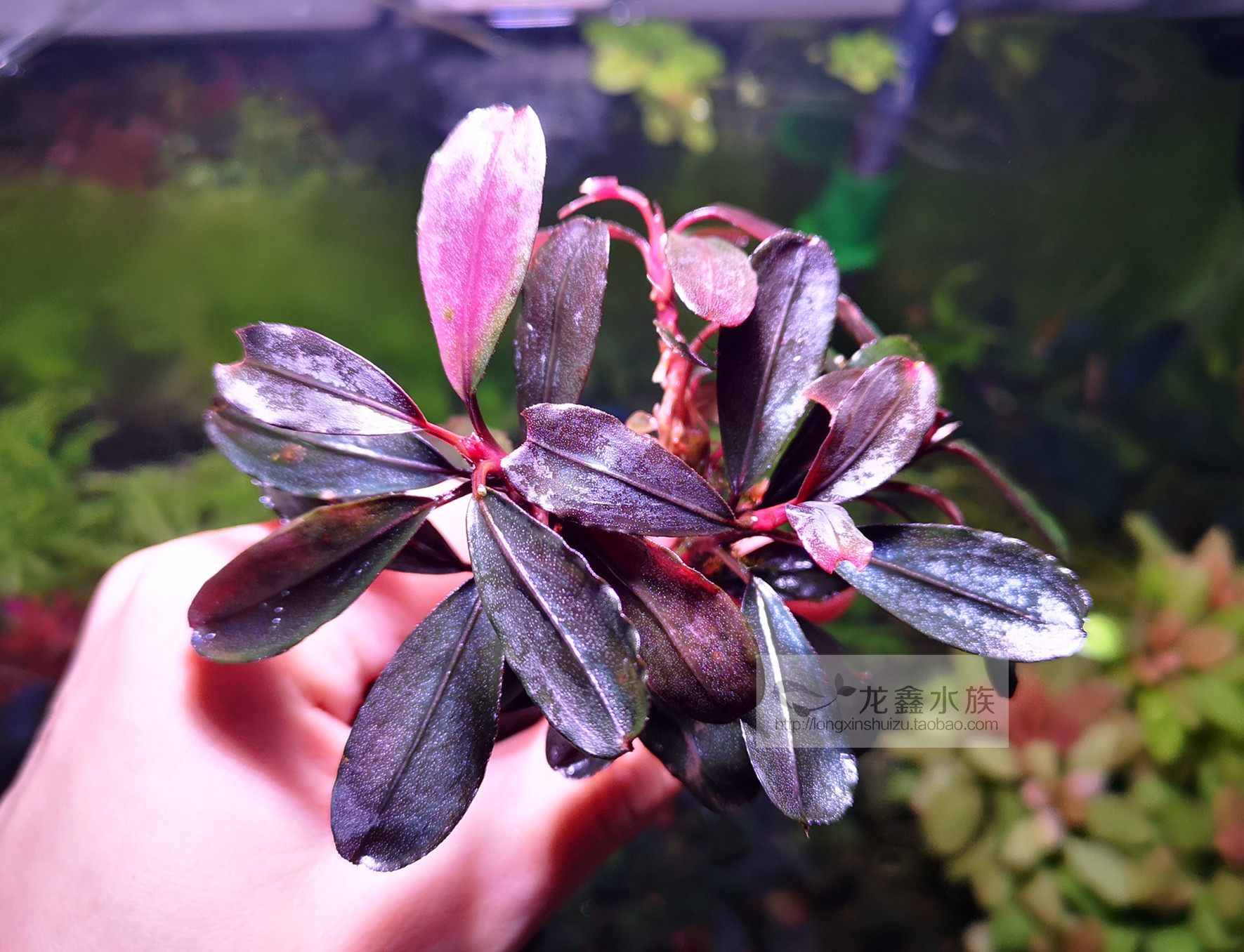 辣椒榕14年海莲娜nk布朗尼海莲娜单头繁殖株4-10厘米水草辣椒榕