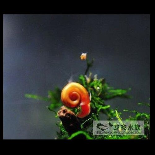 活体苹果螺除藻螺苹果螺不吃水草