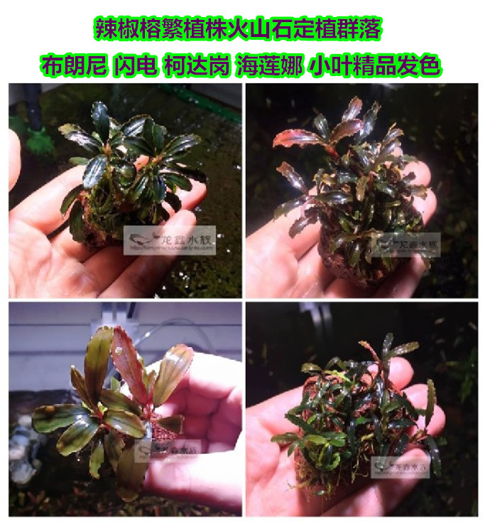 辣椒榕月光蓝布朗尼紫彩虹布棕