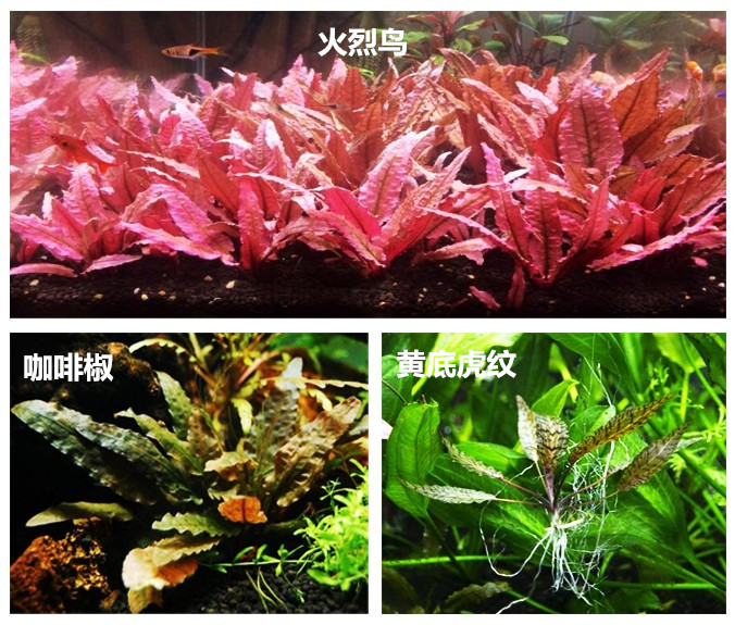 火烈鸟椒草哪个牌子好 火烈鸟椒草品牌排名前10名 最宠网
