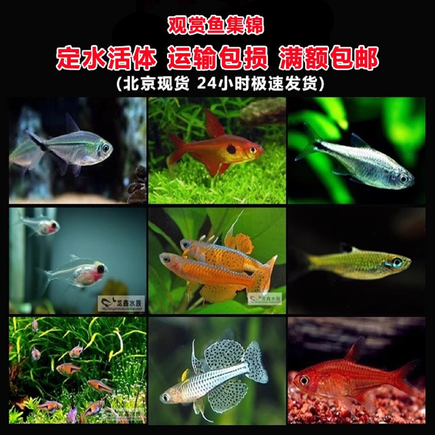 三角灯龙须灯玻璃灯紫光精灵喷火灯蝴蝶凯蒂黑尾大勾樱桃灯观赏鱼