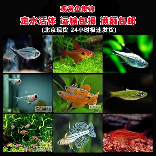 黑尾大勾20种灯鱼热带鱼观赏鱼