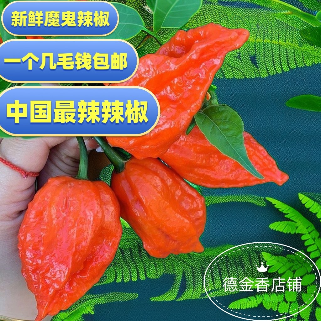 魔鬼辣新鲜 现采现发涮涮辣椒 餐饮用 变态辣象鼻辣 德宏特产特辣