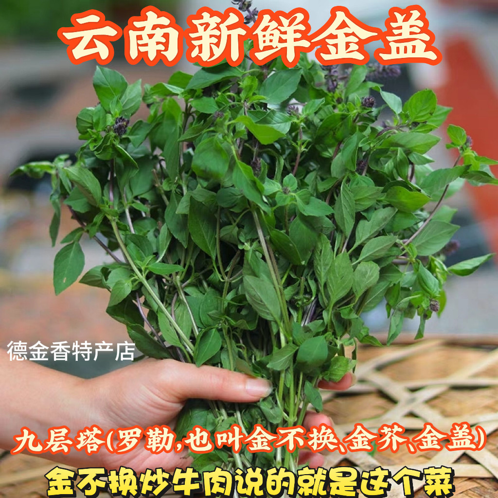 云南新鲜金芥 香料九层塔金盖香料傣味调料傣族九层塔新鲜食用