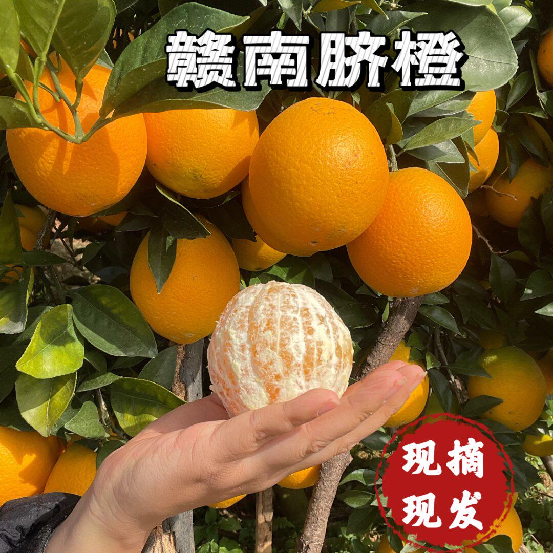 江西赣南脐橙新鲜水果