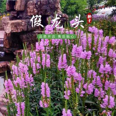 假龙头花种子随意草聂萼棉铃花