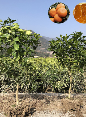 RCSC正宗爱媛2838果冻橙桔子象山红美人桔子柑橘树苗带土庭院盆栽