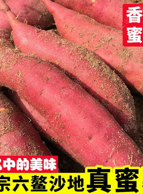 【正宗福建六鳌蜜薯】沙地红薯新鲜现挖山芋富硒糖心地瓜红心番薯