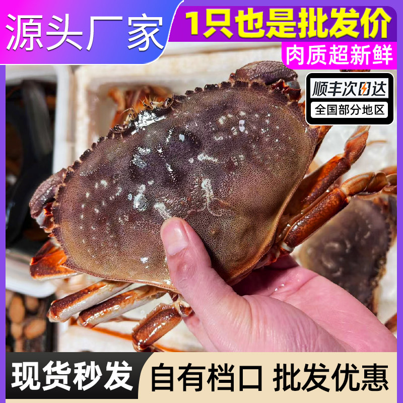 进口加拿大珍宝蟹鲜活活冻超大肉蟹太子蟹黄稻蟹海鲜水产送礼